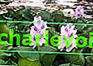 Vodní hyacint nebo zelený mor
