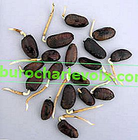Naklíčená semena pawpaw