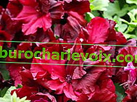 Royal Pelargonium Ann Hoystead