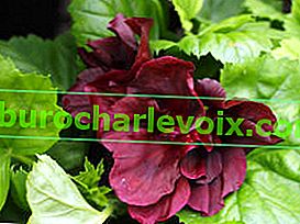 Pelargonium kraliyet Morwenna
