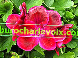 Pelargonium královský Sefton 