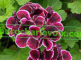 Pelargonium Royal Black Prince