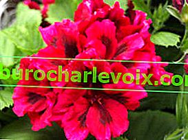 Pelargonium Royal Bredon