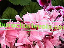 Kraliyet Pelargonium Carisbrooke