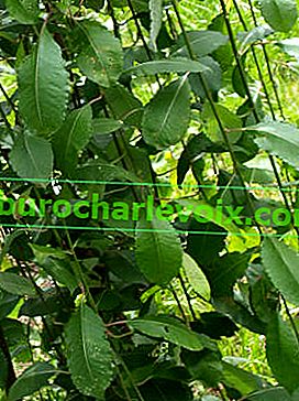 Kozí vrba (Salix caprea) Pendula