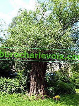 Върба (Salix fragilis)