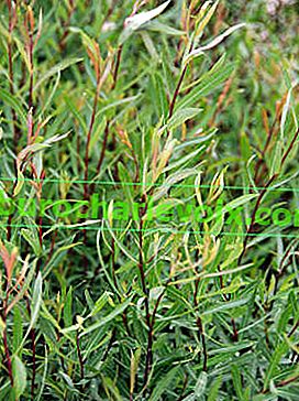 Лилава върба (Salix purpurea)