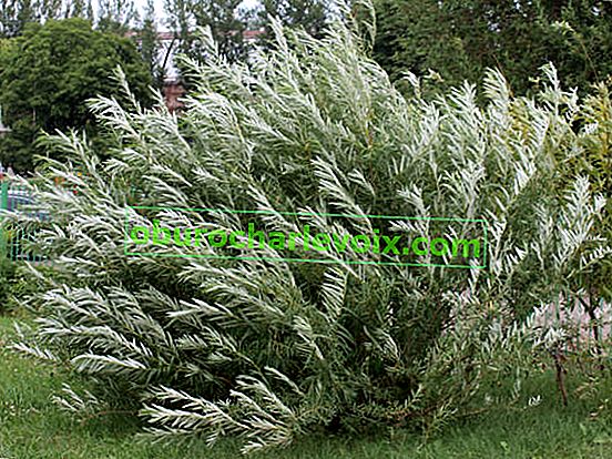 Бяла върба (Salix alba)