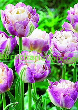 Tulpe süßes Verlangen
