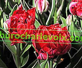 Věčný plamen tulipánu
