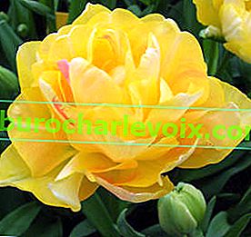 Šarmantna dama tulipana