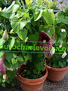 Divovski Kirkazon (Aristolochia gigantea) 