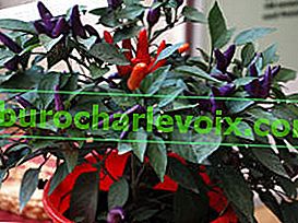 Feferonová vánoční kytice