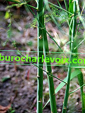 Asparagus officinalis (Asparagus officinalis), stonky
