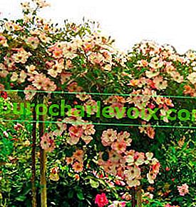 Роузи Кушън - роза с покритие от земята