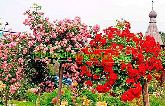 Rosewood - kvetoucí kytice