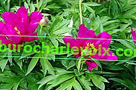 Півонія Іто-гібрид Morning Lilac