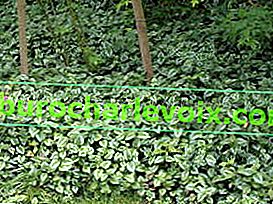 Зелено агне Argentatum