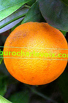 Оранжево сангвинело