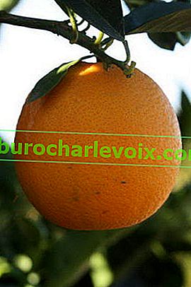 апельсин Тарокко