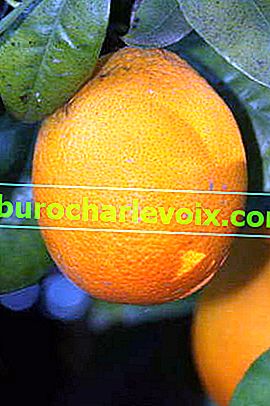 апельсин Верна