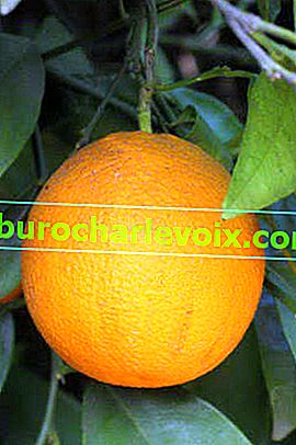 Салустиана портокал