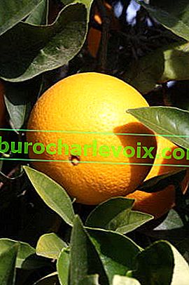 Апельсин Вашингтон Навів