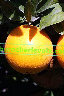 Orange Thomson Navel