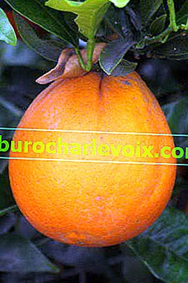 Navelina narančasta