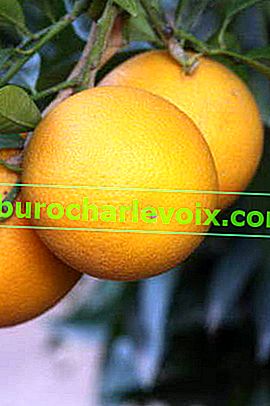 апельсин Моро