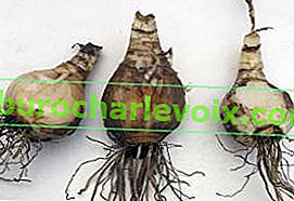 Cibule jsou zbaveny suchých kořenů