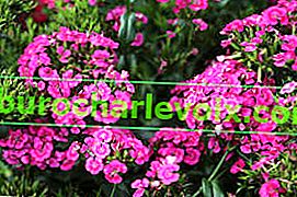 Carnation Jolt Pink F1 (interspezifische Hybride der bärtigen Nelke)