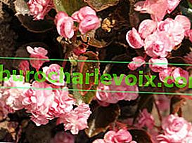 Begonia stále kvetoucí Doublet Pink