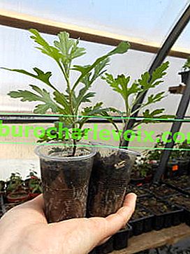 2-3 týdny po výsadbě rostou odřezky chryzantém multiflora