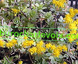 Sedum compressum цъфти със средно големи жълти цветя, традиционни за седумите