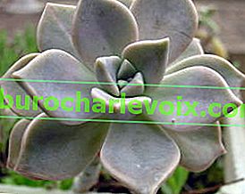 Граптопеталум парагвай (Graptopetalum paraquayense)