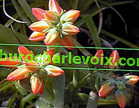 Polštář Echeveria (Eheveria pulvinata) s pupeny