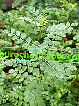 Uralská lékořice (Glycyrrhiza uralensis)