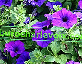 Petunia ampelous Easy Wave Blue F1
