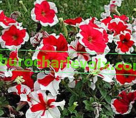 Petunia grandiflorum Picotee F1 Червен