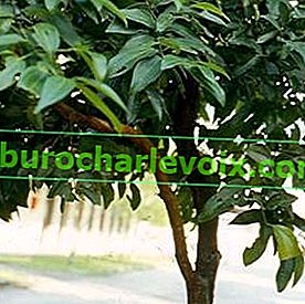 Čínská skořice (Cinnamomum cassia)