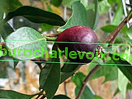 Jahodová guava