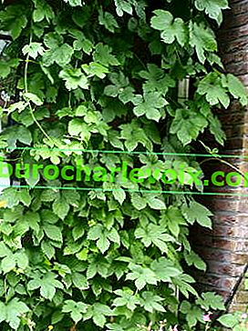 Обикновен хмел (Humulus lupulus)