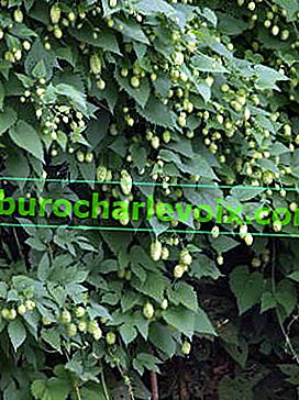 Обикновен хмел (Humulus lupulus)
