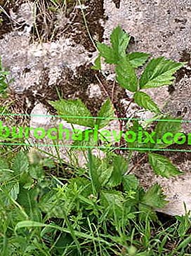 Uobičajeni hmelj (Humulus lupulus) u prirodi Urala