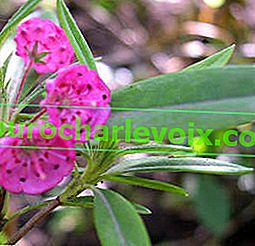 Теснолистна Калмия - ароматно растение от хедър