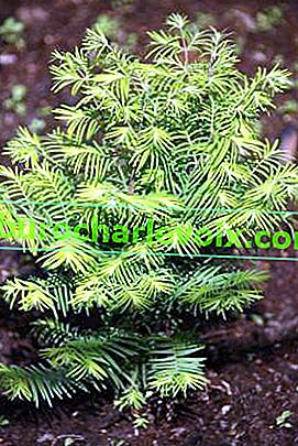 Metasequoia glyptostrobus