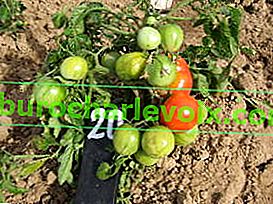 Началото на узряването на доматите
