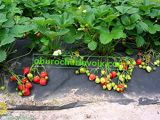 Erdbeer-Remontant