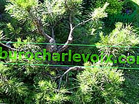 Borovice borovice